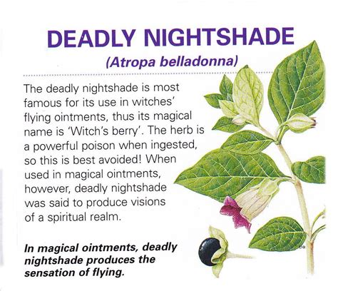 The Mythical Powers of Blue Witch Nightshade